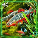 Fish Aquarium Live Wallpaper icon