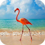 Flamingo Wallpaper with Effect icon
