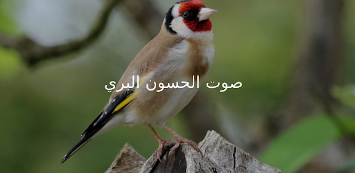 صوت الحسون البري