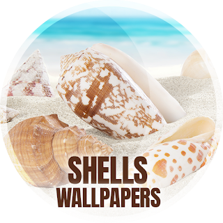 Wallpapers with shells in 4K