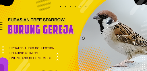 Bird: Eurasian Tree Sparrow