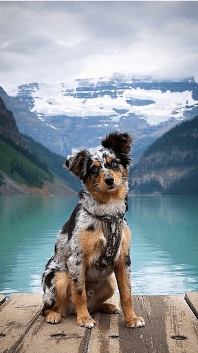 Android application Australian Shepherds screenshort