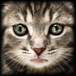 Cover Image of Скачать The Cat and the Mouse 1.1 APK