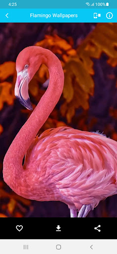 Flamingo Wallpapers Screen 2