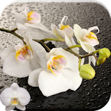 Orchid 3D Live Wallpaper icon