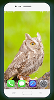 Owl Wallpaper HD