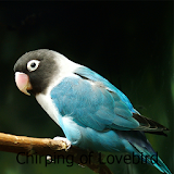 Chirping of Lovebird icon