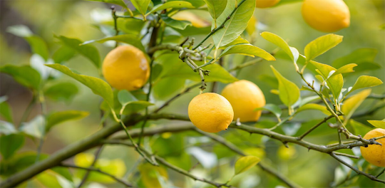 Citron Vitamine Infos