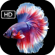 Betta Fish HD Wallpaper
