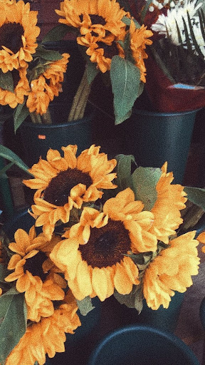 Sunflower Wallpapers