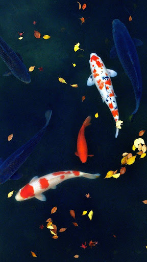 Android application Koi Wallpapers screenshort
