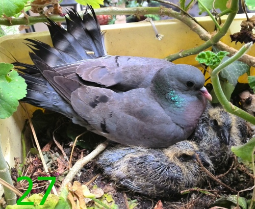 Download Bebes Pigeons Free For Android Bebes Pigeons Apk Download Steprimo Com