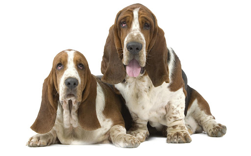 basset hound dog wallpaper HD Screen 3