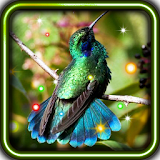 Exotic Hummingbird icon