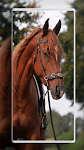 screenshot of Horse Wallpapers