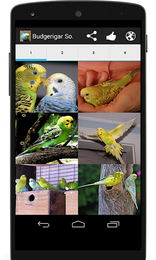 Android application Budgerigar Sounds for Parakeet screenshort
