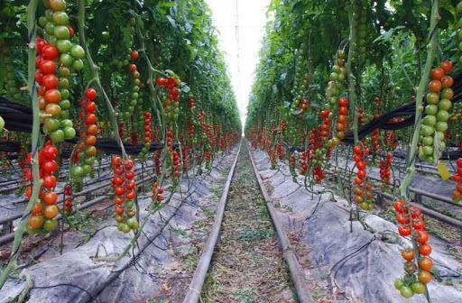 Tomato Cultivation Tips