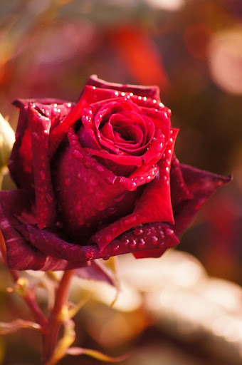 باقات ورد رائعة