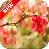 Cherry Blossoms Wallpapers icon