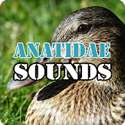 Anatidae Duck Sounds Audio Ringtone