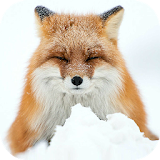 FOX Wallpapers v2 icon