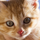 Pretty Cat Wallpaper icon