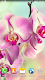 screenshot of Orchids Wallpaper