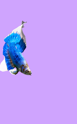Betta Fish 3D Free - 3D Live Wallpaper