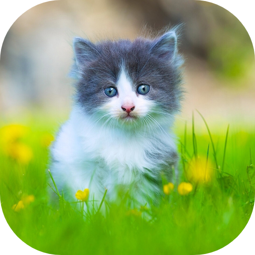 10000 Animals Wallpapers 1.7 Icon