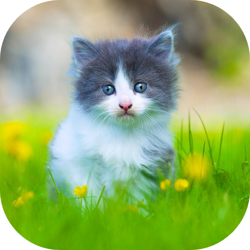 10000 Animals Wallpapers logo