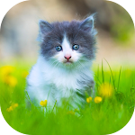 Cover Image of ダウンロード 10000 Animals Wallpapers  APK