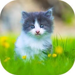 Icon image 10000 Animals Wallpapers
