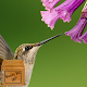 hummingbird wallpaper Download on Windows