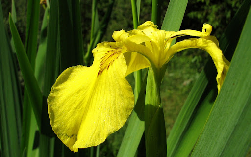 Android application Iris Flower Wallpapers screenshort