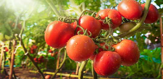 Tomate Vitamine Infos