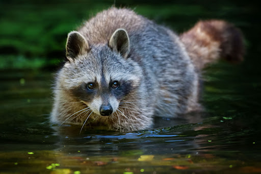 Raccoon Wallpapers 6