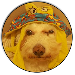 Cover Image of Download Dog taC Dog  APK