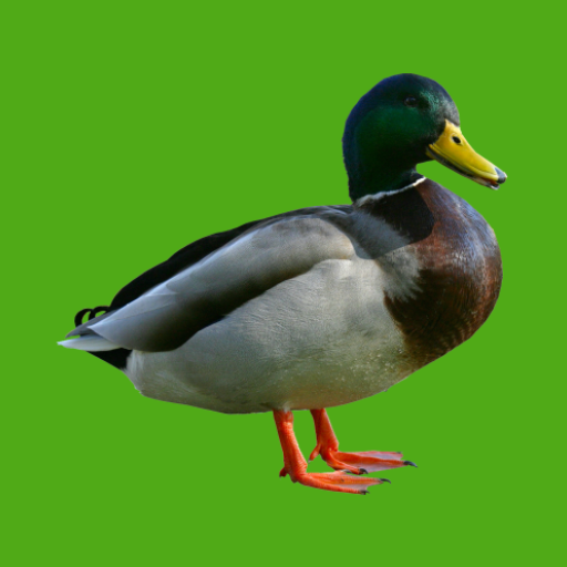 Progressive Duck Decoy  Icon