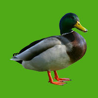 Progressive Duck Decoy