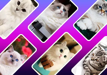 Cats pets cute. Papel de parede kawaii, bonitos, Papeis de parede kawaii,  Cute Cat Aesthetic HD phone wallpaper
