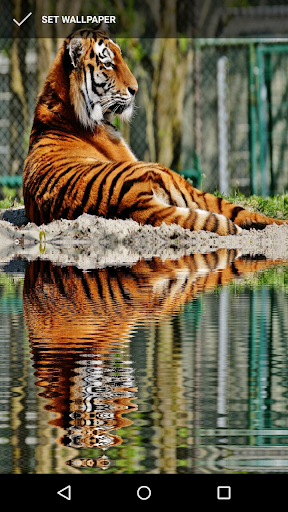 Tiger Wallpapers Screen 3