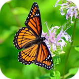 BUTTERFLY Wallpapers v1 icon