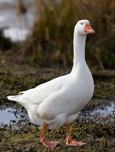 Android application Goose Sounds screenshort
