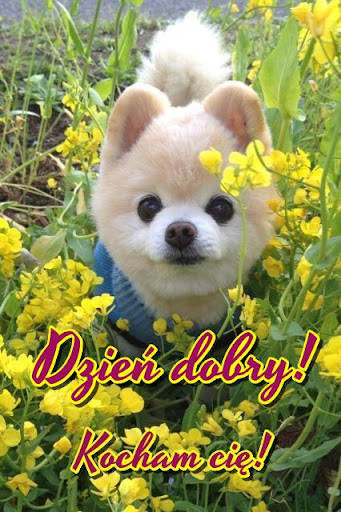 Dzień dobry! Screen 3