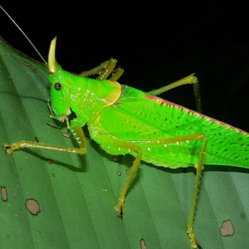 Katydid sounds logo
