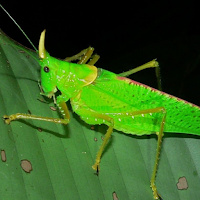 Appp.io - Katydid sounds