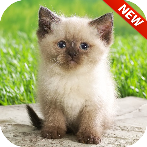 Cute Kittens HD Lock Screen