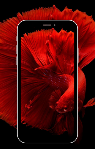 Fish Live Wallpaper HD