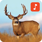 Deer Sound Effects