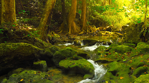 Forest Waterfall Background screenshot 7
